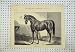 1874 Beautiful Horse Animal West Australian Stable Hay