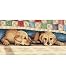 Stickpackung Kreuzstich Time Out Golden Retriever Welpen 36 x 18 cm ohne Rahmen