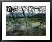 Moss-Covered Branches Reach Out over a Lake at Bukit Larut Framed Art Poster Print by Steve Raymer, 31x25