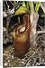 Canvas Prints of Jlmo-830 Pitcher Plant - Mossy a Flower from Ardea Wildlife Pets