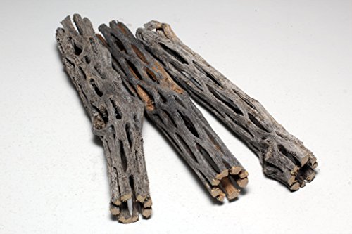 3 Pieces 5-6 inches Long Natural Cholla Wood for Aquarium Decoration by SoShrimp