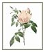Fragrant Tea Rose Flower Illustration Counted Cross Stitch Chart/Graph Pierre-Joseph Redoute's Fragrant Tea Rose Flower Illustration Counted Cross Stitch Chart/Graph Pierre-Joseph Redoute's