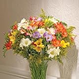 50 Mixed Guernsey Freesias For The Price Of 30