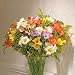 40 Mixed Guernsey Freesias