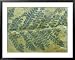 Fern Leaf, Neuropteris Species Carboniferous, PA, USA Botanical Framed Art Poster Print by David M. Dennis, 39x31