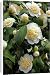 Canvas Prints of Camellia Jurys Yellow from Ros Drinkwater
