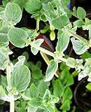 Zaatar Herb 50 Seeds - New Oregano - Origanum syriaca