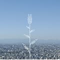 蕾 （通常盤）