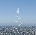 蕾 （通常盤）