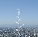 蕾 (初回限定盤)(DVD付)