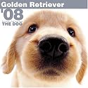 Golden Retriever 2008 Square Wall Calendar (German, French, Spanish and English Edition)