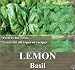 800 Basil seeds ~ LEMON ~ Lao, Indonesian, Thai, Arabian, and Persian cuisines