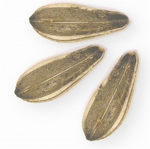Sunflower Seeds Roasted Salted Israeli Unsalted by Oh! Nuts