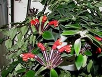Lipstick Plant 8" Hanging Basket - Aeschynanthus