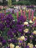 Iris Garden, Salem, Oregon, USA Photographic Poster Print by Adam Jones, 48x64