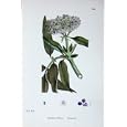 BOTANY PLANTS c1902 DANEWORT SAMBUCUS EBULUS FLOWERS