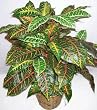 3' Double Potted Silk Croton Bush