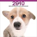 Welsh Corgi 2010 Wall Calendar