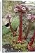 Canvas Prints of Sempervivum tectorum from Science Photo Library
