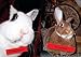 Disapproving Rabbits