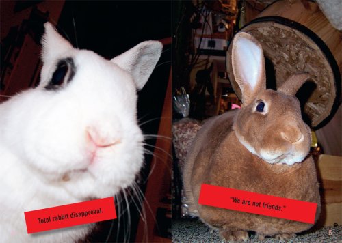 Disapproving Rabbits under Animals in The Books Store