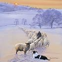 Shepherd's Delight Border Collie & Sheep Christmas Cards Pack
