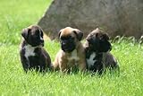 Boxer Puppies Sitting Triplets Very Wise Campaign - 24