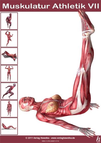 Hawelka Anatomie Poster - Muskulatur Athletik VII - DIN A3
