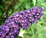 Violet Butterfly Bush Perennial 4 Plants - Buddleia
