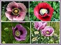 500 Seeds, Somniferum Poppy "Double Mixed" (Papaver somniferum) Seeds By Seed Needs