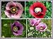 500 Seeds, Somniferum Poppy "Double Mixed" (Papaver somniferum) Seeds By Seed Needs