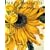 Mr Marshal's Flower Book: Being a Compendium of the Flowers Portraits of Alexander Marshal Esq.: As Created for His Magnificent Florilegium