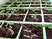 Small Seedlings - 24