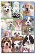 PUPPIES 2 Wall Poster