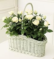 Planted Rose Basket