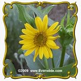 1 Lb Cup Plant (Silphium perfoliatum) Bulk Wildflower Seeds
