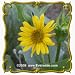 1 Oz Cup Plant (Silphium perfoliatum) Bulk Wildflower Seeds