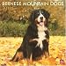 Bernese Mountain Dogs 2011 Square 12X12 Wall (Multilingual Edition)