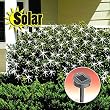 SOLAR NET LIGHTS