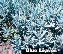 Blue Ice Hardy Rosemary - Andromeda - Blue Foliage