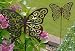 Schmetterling 36 x 88 cm