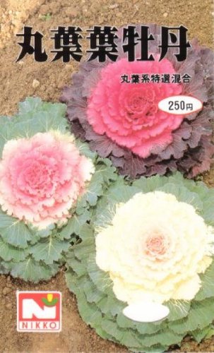 丸葉ハボタン（丸葉葉牡丹）　丸葉系特選混合　種子 [日光種苗]