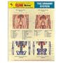 Urinary System Anatomy EXAM Notes (EXAM Notes Reference Charts)