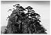 Stange Pines, Huangshan, China, Art Poster