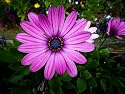25 PURPLE AFRICAN CAPE DAISY Dimorphotheca Flower Seeds *Comb S/H