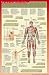 Musculoskeletal System Education Laminated Poster Print, 18x28