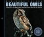 Beautiful Owls