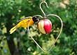 Copper Heart Bird Fruit Feeder