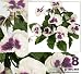 Eight 10" Pansy Artificial Silk Flower Bushes for Home Decoration