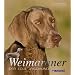 Weimaraner: Der edle Jagdhund